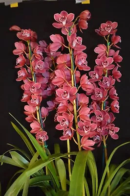 Cymbidium Orchid Lancashire Ruby Paradisia ' -  With 2 Flower Spikes • $50