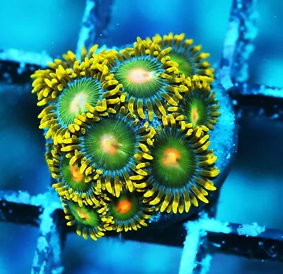 Green Bay Packers Zoa Zoanthids Paly Zoa SPS LPS Corals WYSIWYG • $4.99