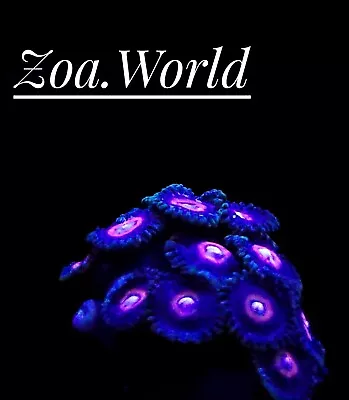 C-137 Zoa (Zoanthid) 2 Polyp Frag-----Free Shipping On Orders Over $85 • $24.99