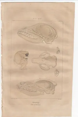 GUERIN 1838 ANTIQUE ENGRAVING PHRENOLOGY MAMMAL SKULLS Plate 525 • $9.99