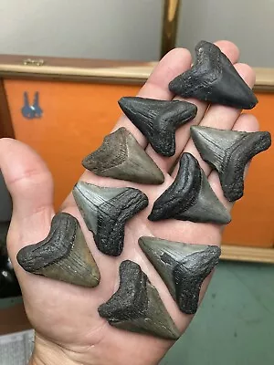 Fossil Megalodon Shark Teeth 1.6”-1.8” Lowcountry SC • $17.49