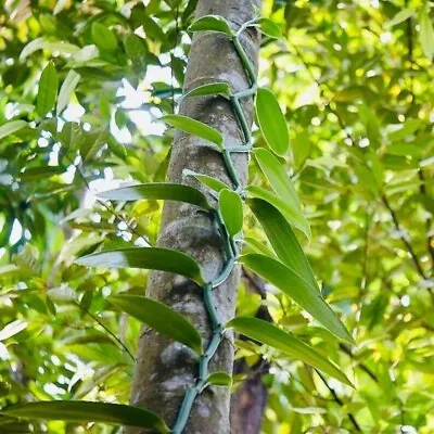 2 Vanilla Planifolia Orchid Plant Species Rooted-Live Cutting Vanilla Bean Plant • $14.45