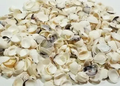 $17.50 • Buy Lotof 2.5 POUNDS OF SCALLOPED SEA SHELLS Cockle Calico CLEAN CRAFTS D5