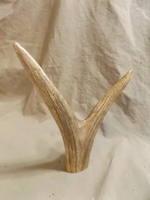 Vintage Single Vintage Taxidery Buck Deer Antler 2 Point ~6.5x9.25  Hunting • $6.99