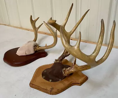 Vintage Whitetail Deer Mounts 9pt And 6pt Taxidermy Buck Antlers Mount • $49