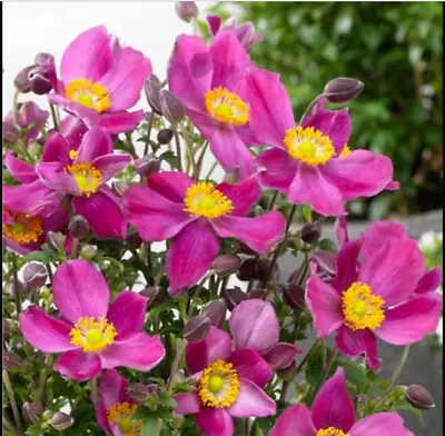 Anemone Japonica Little Red Riding Hood Plant Perennial 1 X13cm Pot • £7.99