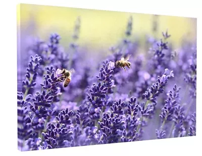 Lavender Flower Meadow Bees Floral Canvas Picture Print Wall Art Framed 20 X30  • £21.95