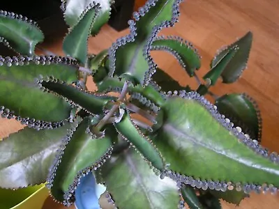 20 Plantlets * MEXICAN HAT PLANT * Mother Of Millions * Kalanchoe Daigremontiana • £3.45