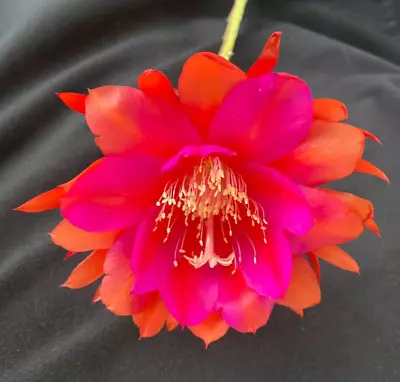 Large Red Orchid Cactus  Epiphyllum Rooted Plant Shipped In 3  Pot • $12.95