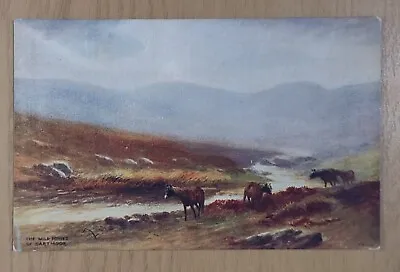 Devon Postcard: Wild Ponies Of Dartmoor By Artist W H Dyer. J Salmon • £2.50