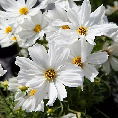 Cosmos White Plug Plants Garden Patio Bed Pack Of 3 PRESALE Sent From 03-Apr • £8.99