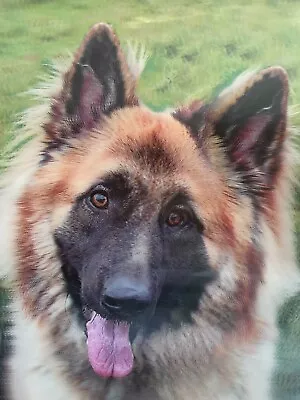 GERMAN SHEPHERD DOG - 3D LENTICULAR DOG PICTURE 300mm X 400mm • £7.95