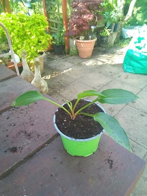 £3.50 • Buy Hosta Small Parts