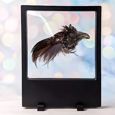 H18b Taxidermy Rooster Head Mnt Showcased Floating Display Chicken Bird Oddities • $34.99