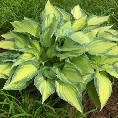 £4.99 • Buy Hosta June Shade Perennial Garden Container Plant