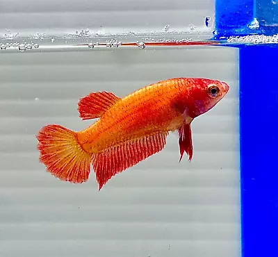 BUY1 GET1 FREE! *US SELLER*Female SuperOrange HMPlakat Betta Imprtd Frm Thailand • $29.95