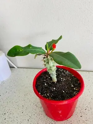 Euphorbia Viguieri • $27.90
