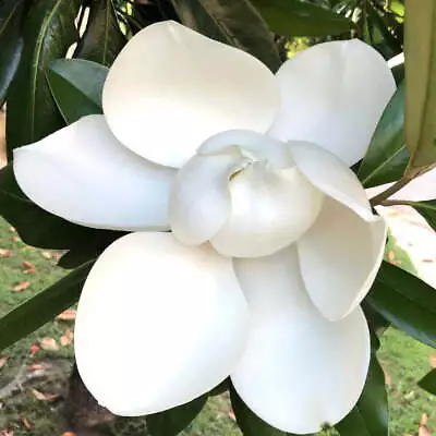 Magnolia Grandiflora 20-40cm - A40 • £41.08