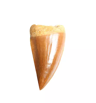 Real Mosasaurus Tooth Fossil - Authentic Dinosaur Tooth Specimen - Certificate • $16.80