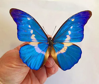 MORPHO RHETENOR HELENA ****male Special Form*****Peru • $995