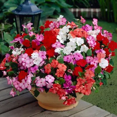 25 Busy Lizzie Mixed Seeds  (Impatiens)  • £2.39