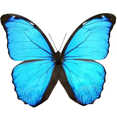 Morpho Mene ONE REAL BUTTERFLY BLUE PAPERED UNMOUNTED WINGS CLOSED • $24