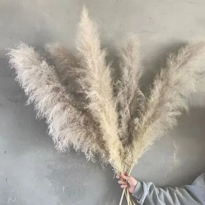 Natural Dried Pampas Grass Off White And Grey  • £15.99