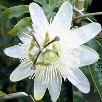 £6 • Buy Passiflora Caerulea Snow Queen In 9cm Pot White Passion Flower