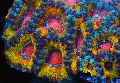 Cornbred's Rainbow Fuego Acan - Frag - LIVE CORAL • $99.99