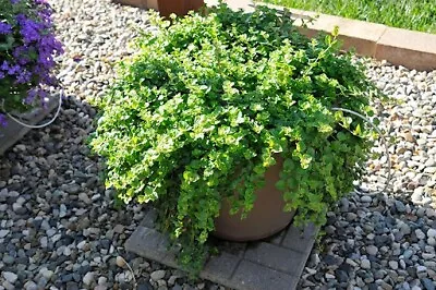 6 Indian Trailing Mint Plug Plants. Ready Now. Herbal Tea. Salad. Hanging Basket • £6.95