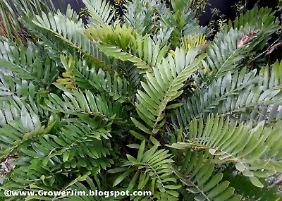 Zamia Maritima / Furfuraceae (Cardboard Palm) Cycad 3 Seedlings! • $22