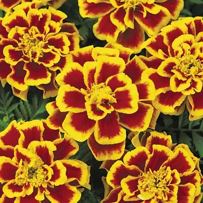 50 MARIGOLD DURANGO BEE Live Plants Plugs Home Patio DIY Planters 854 • $9.99