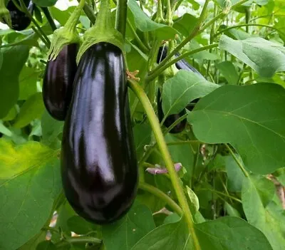 Aubergine Black Beauty - BUY 2 GET 1 FREE.  Tall Baingon Begun Garden - 10 Seeds • £0.99