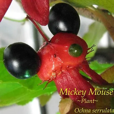 ~Mickey Mouse~Plant Ochna Serrulata Live Sml Potd Plant • $39.99