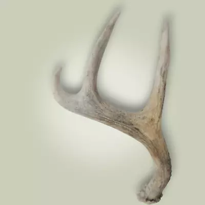 Naturally Shed Mini Whitetail Deer Antler Single 3 Point Grade B 10  Main Beam • $27