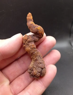 $16.16 • Buy Turtle Coprolite Fossil Poo Poop Madagascar Eocene Reptile 100% Genuine