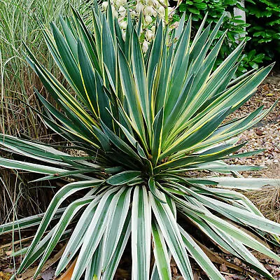 Yucca Variegata - Variegated Spanish Dagger | Evergreen Potted Grassy Shrub • £11.99