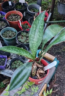 Sansevieria Fasciata  • $15