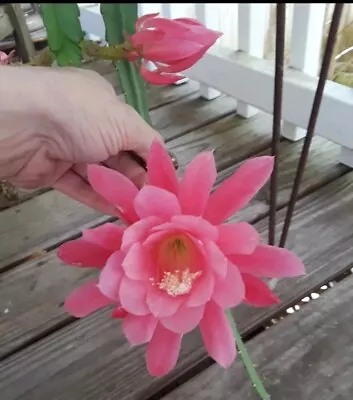 Pink Orchid Cactus Epiphyllum ONE   6 + Rooted Cutting...W/New Growth  • $13