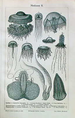1896 Antique MEDUSA JELLYFISH SEA ANIMALS BOTANIC SCIENCE Art Print Lithograph • $4.99