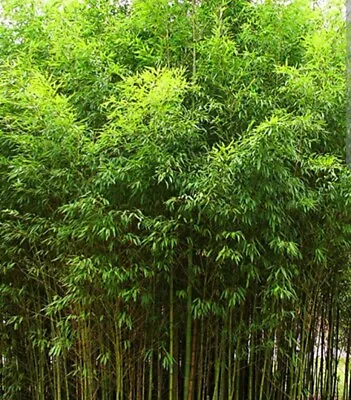 Golden Fishpole Bamboo Live Rhizome Bare Root Plant Phyllostachys Aurea Not Seed • $35