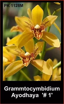 $30 • Buy OoN Cymbidium Orchid PK1128 Grammtocymbibium Ayodhaya '# 1'   125mm Pots