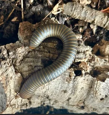 CB23 Sub Adult  Smokey Oak Millipede ‘Narceus Gordanus’ X1 Bioactive Isopods • £16.99