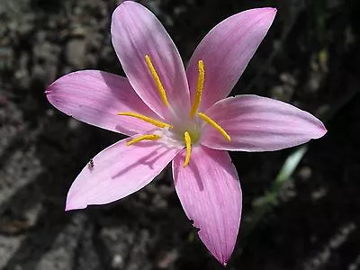 Rain Lily Zephyranthes Summertime 2 Bulbs Mixed Sizes NEW Habranthus • $18