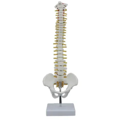 45CM Human Spine With Pelvic Model Human Anatomical Anatomy Spine Model6099 • $31.99