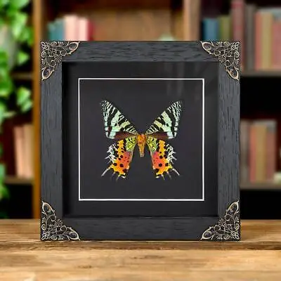 Sunset Taxidermy Moth In In Baroque Style Frame • $56.82