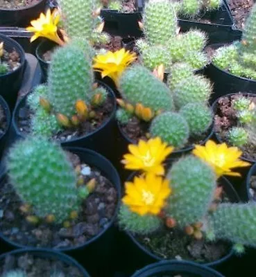 REBUTIA PULVINOSA CROWN CACTUS Yellow Flowering Cactus Species • $6