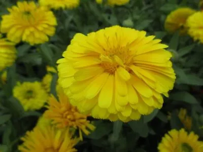 Pot Marigold Seeds Lemon Calendula Officinalis Hardy Annual 120 To 600 UK • £1.95