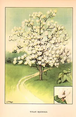 1926 Vintage TREES  YULAN MAGNOLIA  GORGEOUS COLOR Art Print Lithograph • $7.50