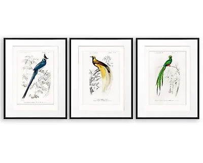 Vintage Bird Art Bird Of Paradise Print Set Of 3 Bird Print Bird Illustration • $73.99